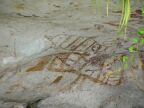 Cave Painting Fish.JPG (56 KB)